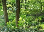 Fern garden